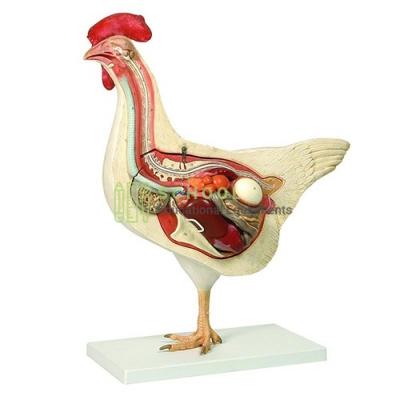 Bird Dissection (Domestic Hen) Model