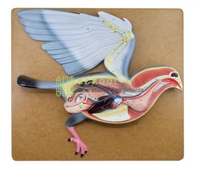 Bird Dissection Pigeon Model