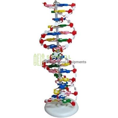 Deoxyribo Nucleic Acid (DNA) Model