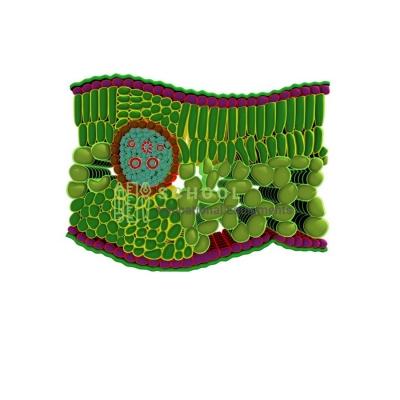 Dicot Leaf Model