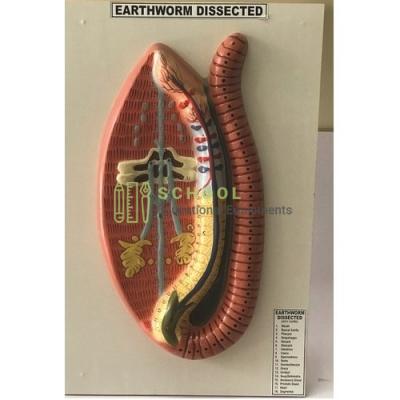 Earthworm Anatomical Model