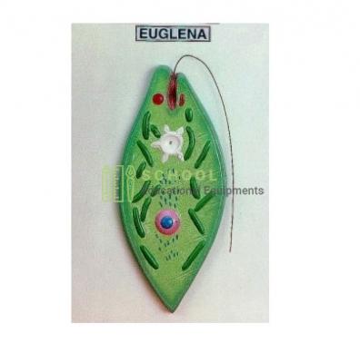 Euglena Model