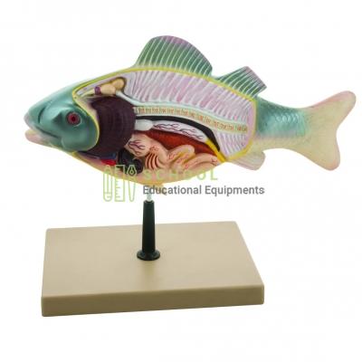 Fish Dissection Model