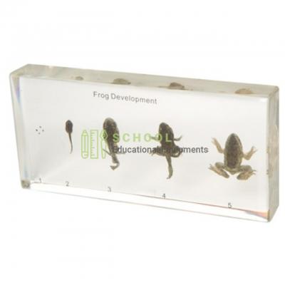 Frog Development Set