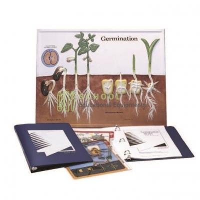 Germination Model Activity Set