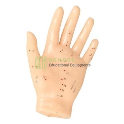 Hand Acupuncture Model