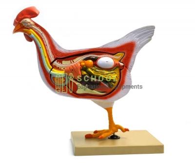 Hen Anatomy Model