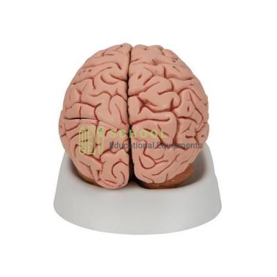 Human Brain Model