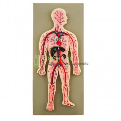 Human Circulatory System Model