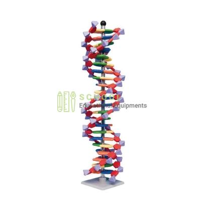 Human DNA Structure Model