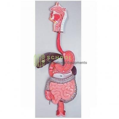 Human Digestive System Model