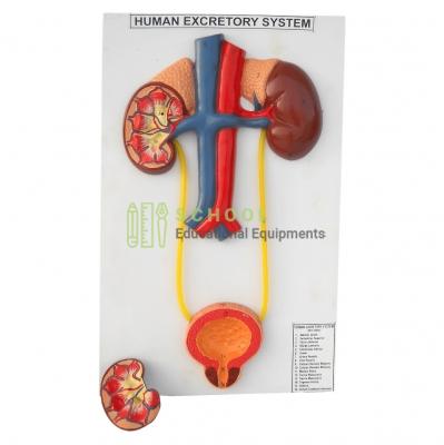 Human Excretory System Model