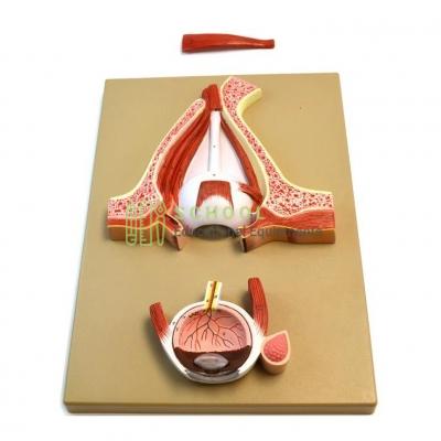 Human Eye Demonstration Model