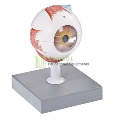 Human Eye Model