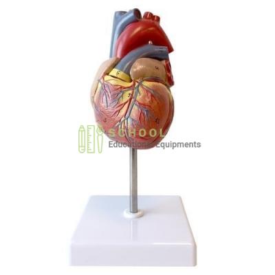 Human Heart Model