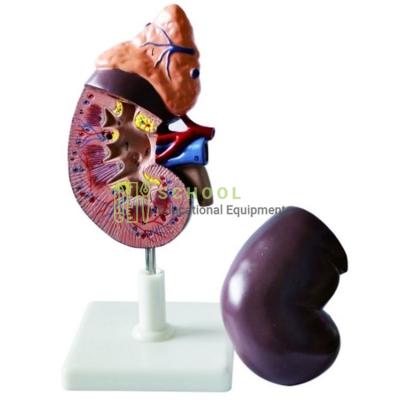 Human Kidney Model