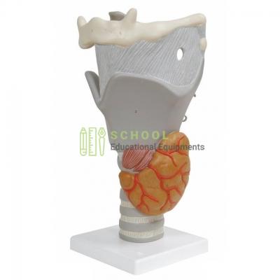 Human Larynx, Functional