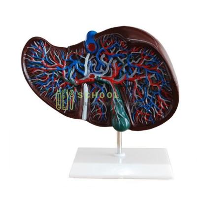 Human Liver Model