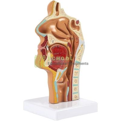 Human Nasal Cavity Model