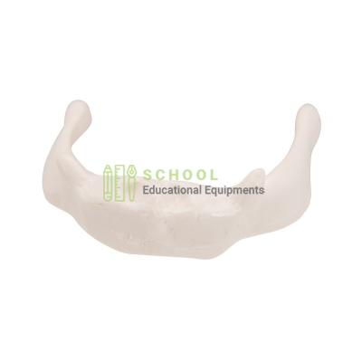 Hyoid Bone Model