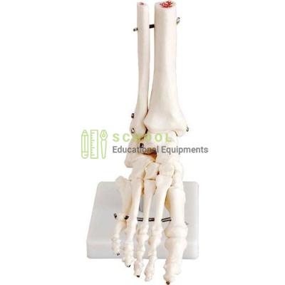 Life Size Foot Joint Model