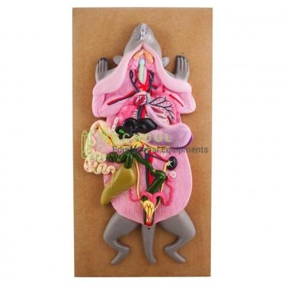 Rat Dissection Female Model