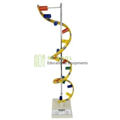 Ribo Nucleic Acid (RNA) Model